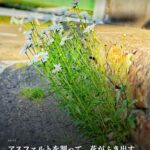 坂井の麻婆ラーメンに、会いに行く