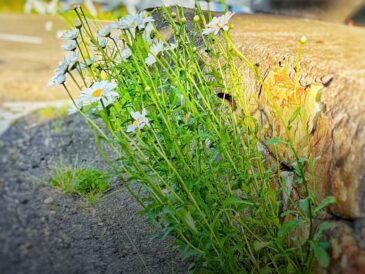 アスファルトを割って、花がふき出す