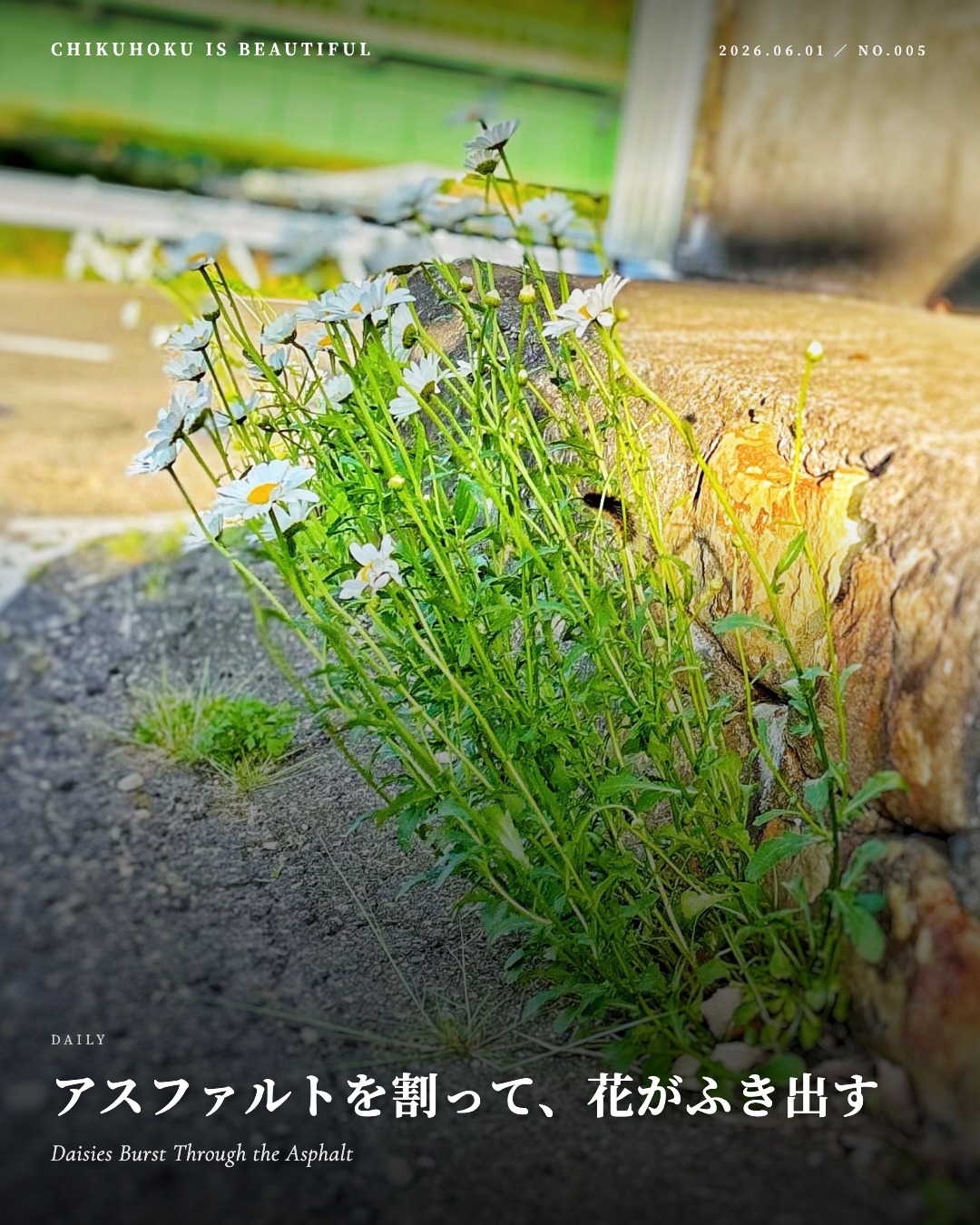 アスファルトを割って、花がふき出す