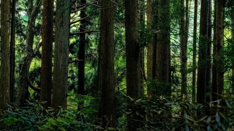 穏やかな山に、一歩踏み入れて