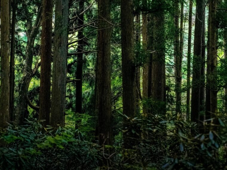 穏やかな山に、一歩踏み入れて