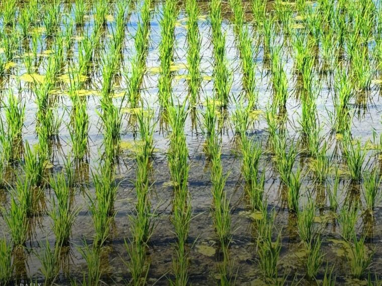 少しずつ伸びる苗を、毎日見られる暮らし