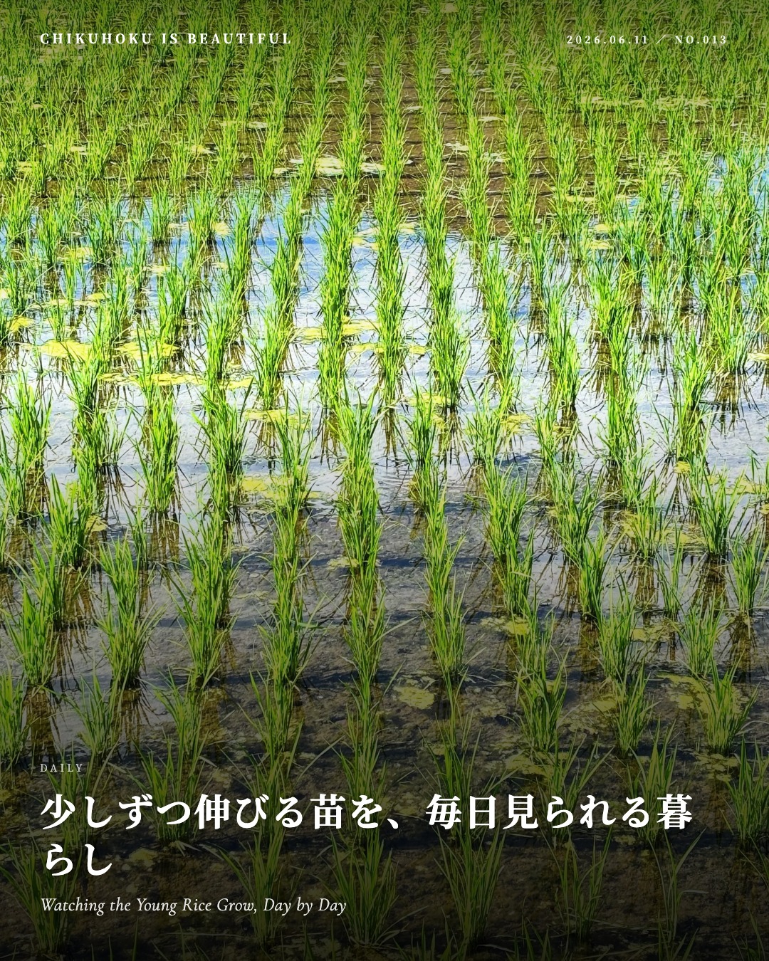 少しずつ伸びる苗を、毎日見られる暮らし