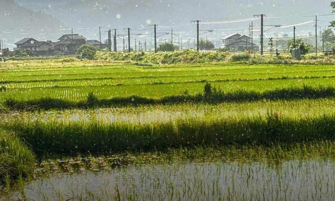 晴れているのに、雨。田んぼが金色に光った夕暮れ