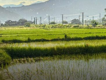 晴れているのに、雨。田んぼが金色に光った夕暮れ