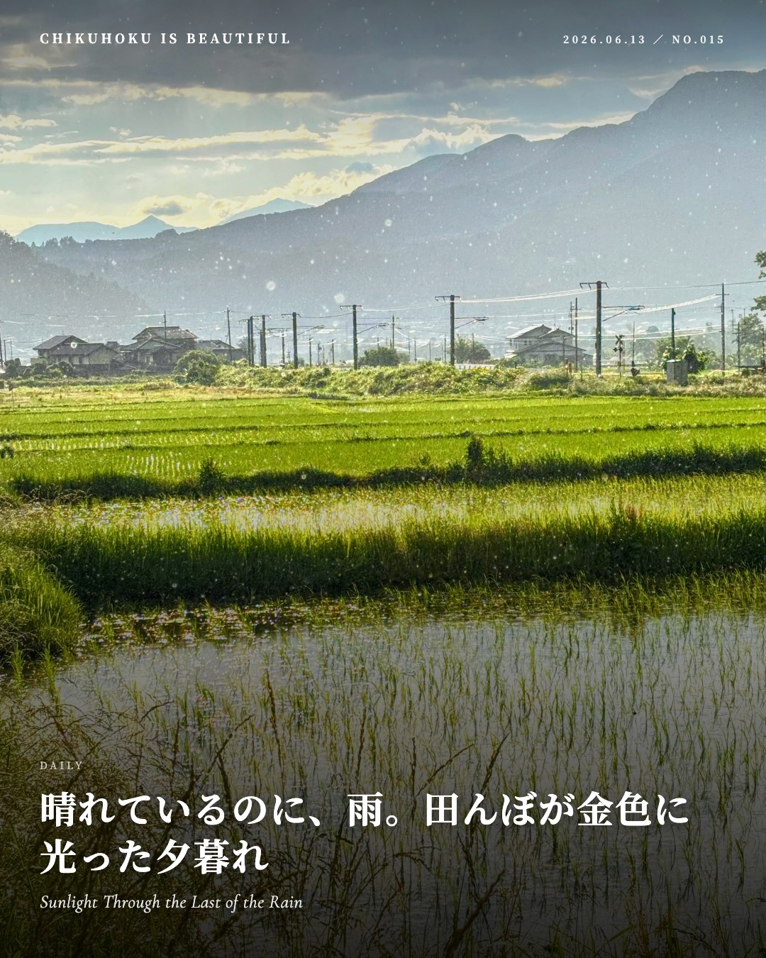 晴れているのに、雨。田んぼが金色に光った夕暮れ