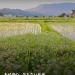 霧に浮かぶ高速道路、夢の入口のような朝