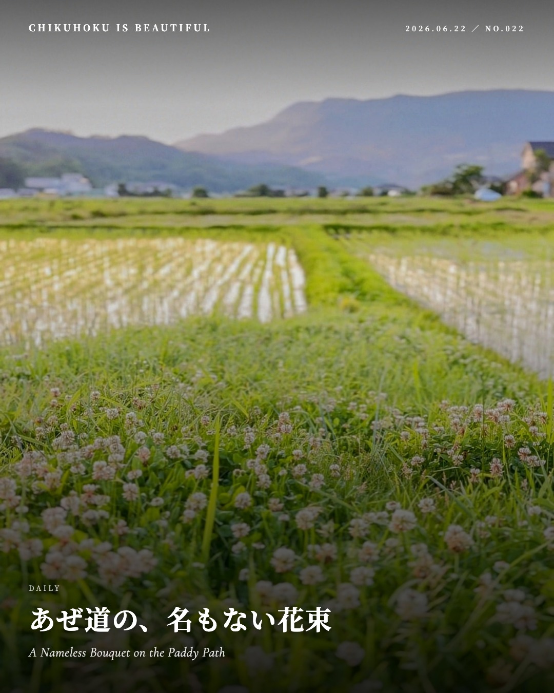 あぜ道の、名もない花束