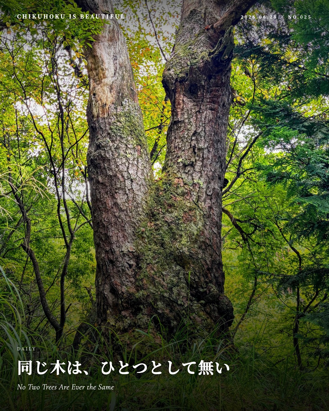 同じ木は、ひとつとして無い