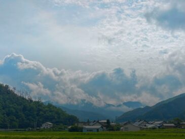 坂井の田に、夏がにじり寄る