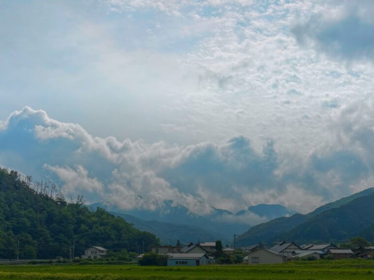 坂井の田に、夏がにじり寄る
