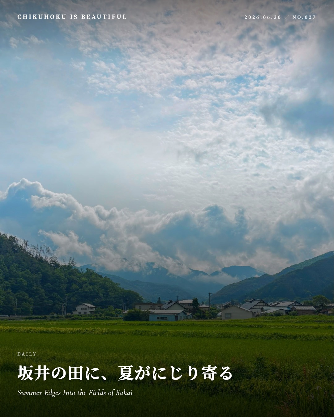 坂井の田に、夏がにじり寄る
