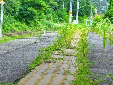 緑に還る、西条駅のホーム
