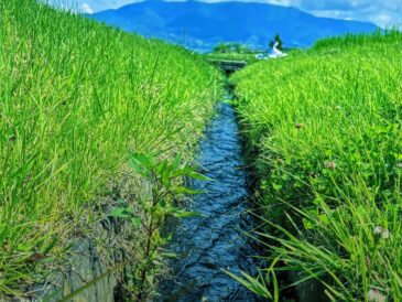 西条の用水路、夏へまっすぐ流れていく