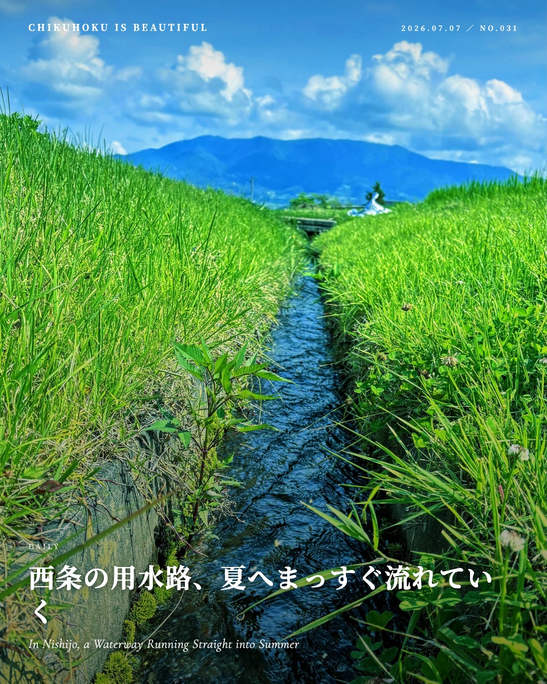 西条の用水路、夏へまっすぐ流れていく