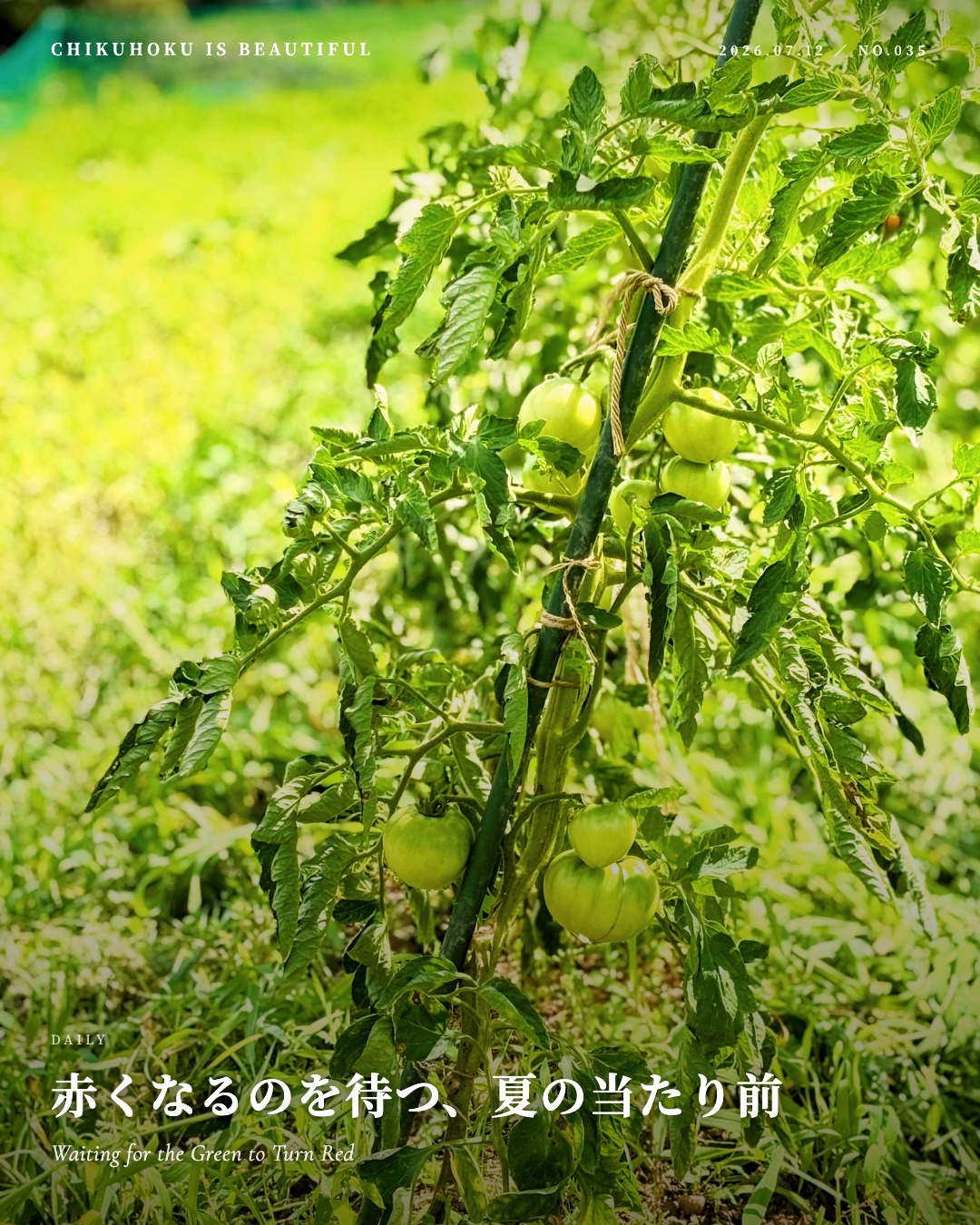 赤くなるのを待つ、夏の当たり前