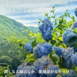 赤くなるのを待つ、夏の当たり前