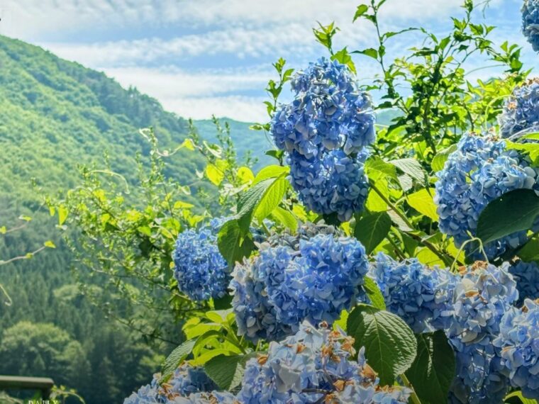 濃くなる緑のなか、紫陽花が涼を分ける