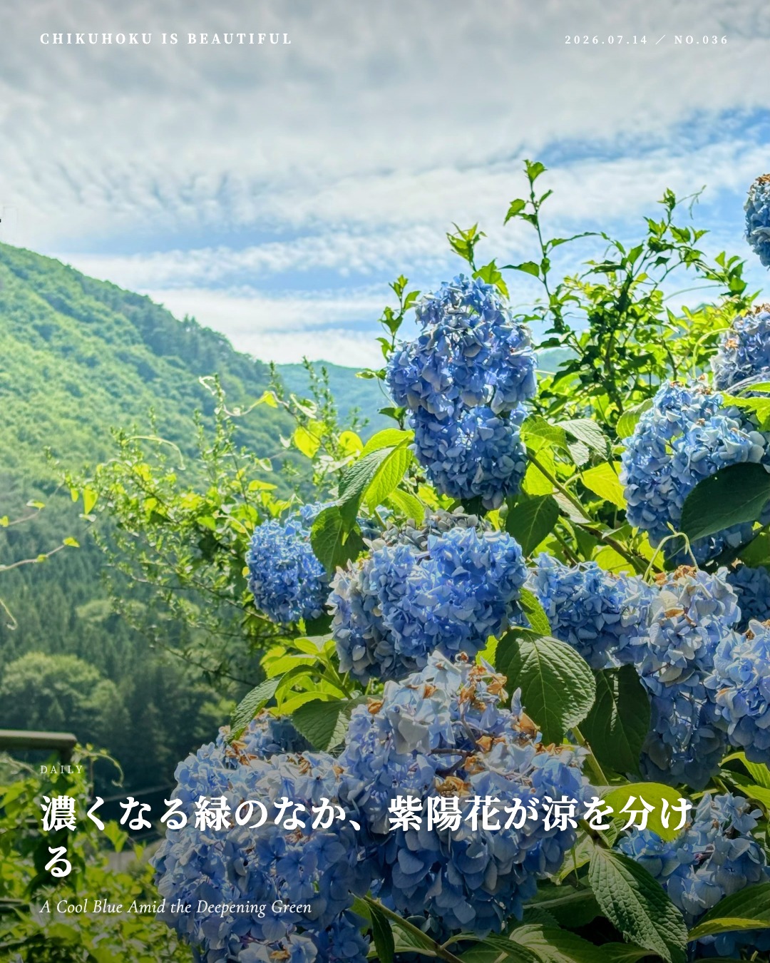 濃くなる緑のなか、紫陽花が涼を分ける