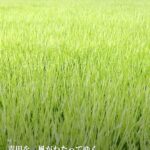 入道雲が、夏のはじまりを告げる